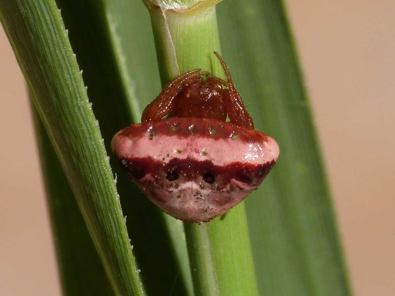 Cyrtarachne ixoides - Santa Teresa Gallura (OT)